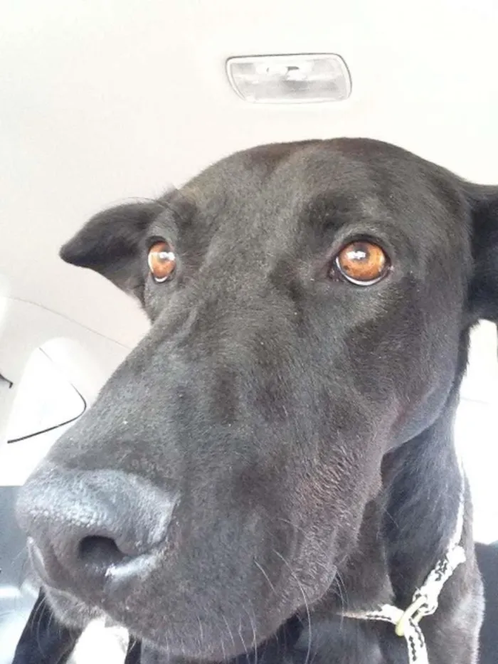 Cachorro raça SRD idade 2 anos nome Costela