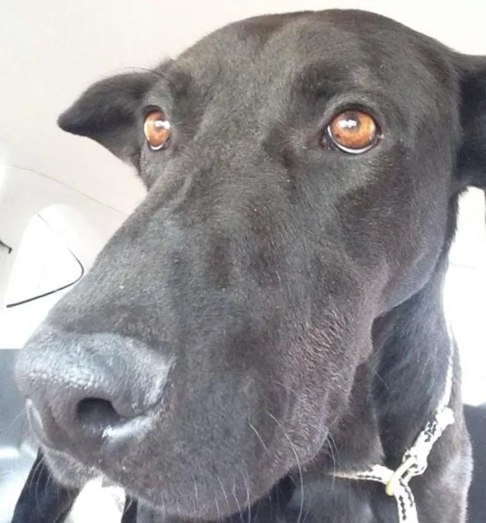 Cachorro raça SRD idade 2 anos nome Costela