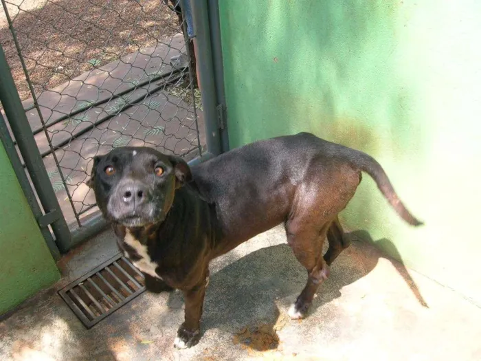 Cachorro ra a hot vailer idade 6 ou mais anos nome Mary Jane