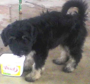 Cachorro raça metiço puldo com bace idade 2 a 6 meses nome mackena