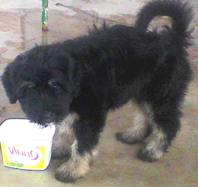 Cachorro ra a metiço puldo com bace idade 2 a 6 meses nome mackena