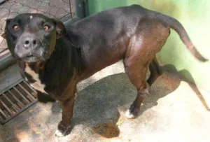 Cachorro raça hot vailer idade 6 ou mais anos nome Mary Jane