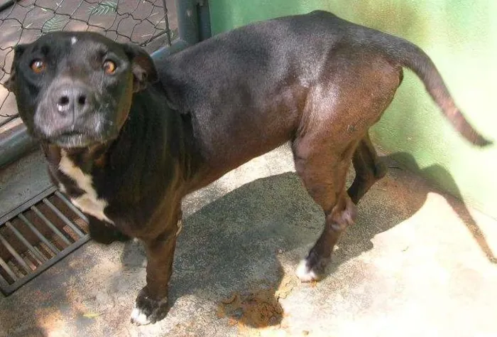 Cachorro ra a hot vailer idade 6 ou mais anos nome Mary Jane