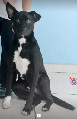 Cachorro raça SRD idade 1 ano nome Spike