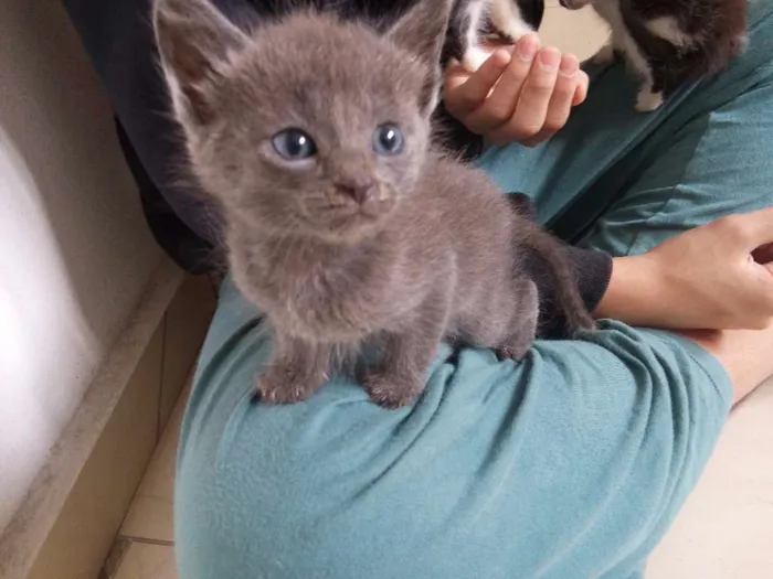 Gato ra a Não sei idade Abaixo de 2 meses nome Sem nome