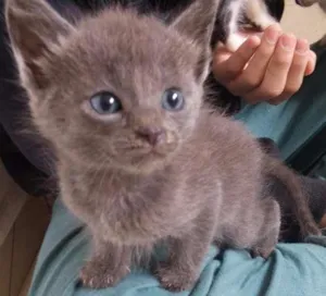 Gato raça Não sei idade Abaixo de 2 meses nome Sem nome