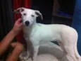 Duque e negueba 
