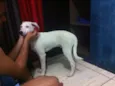 Duque e negueba 