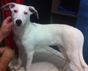 Cachorro raça Vila lata idade 7 a 11 meses nome Duque e negueba 