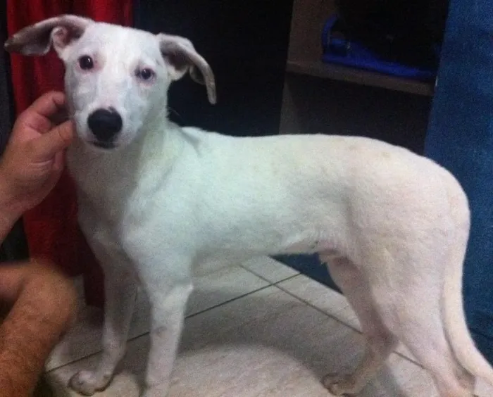 Cachorro ra a Vila lata idade 7 a 11 meses nome Duque e negueba 