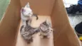 Gatinhos