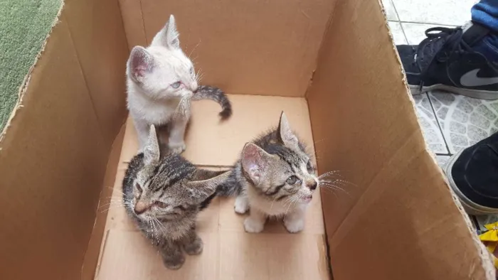 Gato ra a  idade Abaixo de 2 meses nome Gatinhos