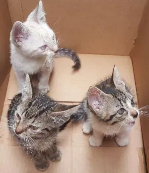 Gato raça  idade Abaixo de 2 meses nome Gatinhos