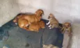 Dolly,mel,naninha,b
