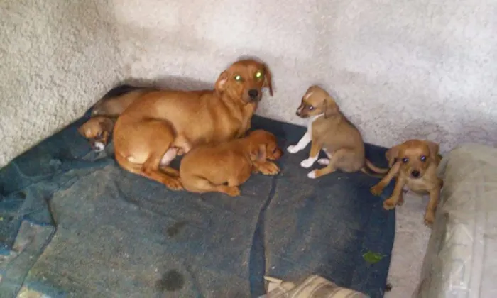 Cachorro raça Barcs idade Abaixo de 2 meses nome Dolly,mel,naninha,b