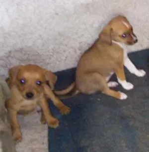 Cachorro raça Barcs idade Abaixo de 2 meses nome Dolly,mel,naninha,b