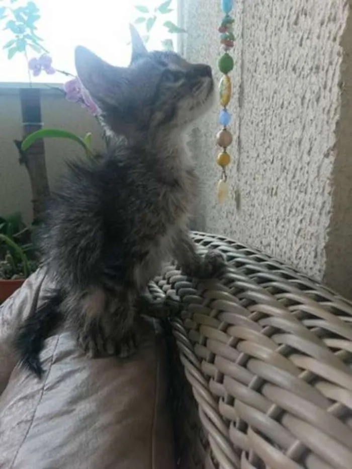 Gato ra a SRD idade 2 a 6 meses nome Juno