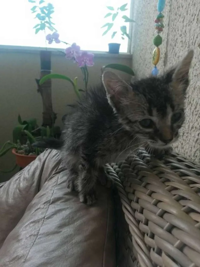 Gato ra a SRD idade 2 a 6 meses nome Juno