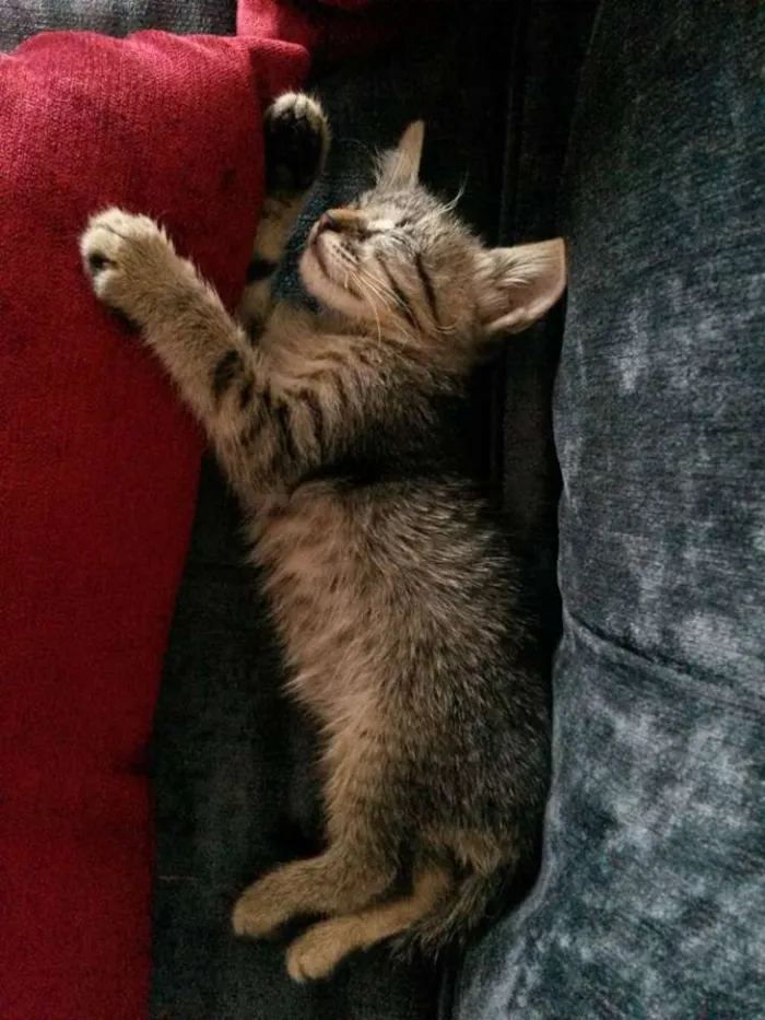 Gato ra a SRD idade 2 a 6 meses nome Juno