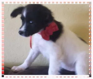 Cachorro raça SRD idade 2 a 6 meses nome Flora