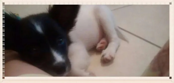Cachorro raça SRD idade 2 a 6 meses nome Flora