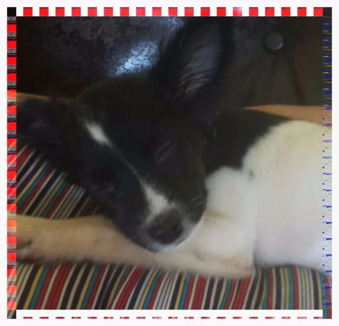 Cachorro raça SRD idade 2 a 6 meses nome Flora