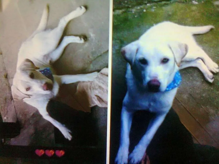 Cachorro ra a Labrador idade 2 anos nome Marley