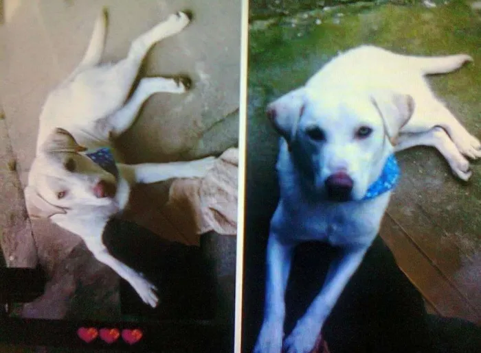 Cachorro ra a Labrador idade 2 anos nome Marley