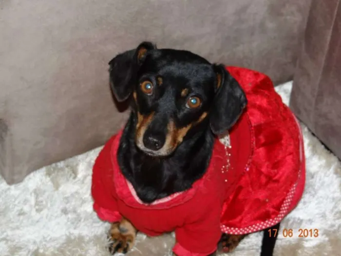 Cachorro raça bace anão idade 3 anos nome MEL