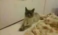 Gato