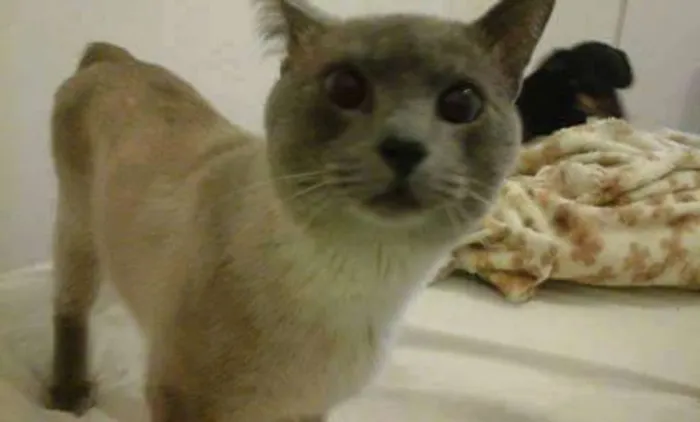 Gato raça nd idade 2 anos nome Gato