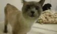 Gato