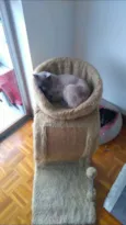 Gato