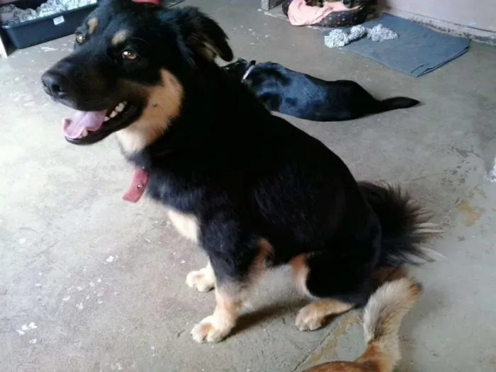 Cachorro ra a SRD idade 3 anos nome Kobe