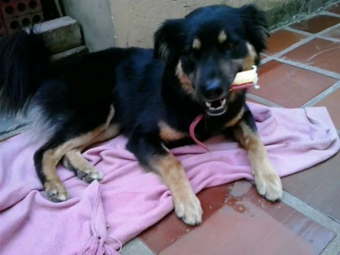 Cachorro ra a SRD idade 3 anos nome Kobe