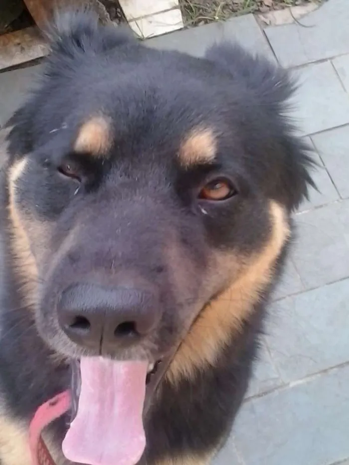 Cachorro ra a SRD idade 3 anos nome Kobe