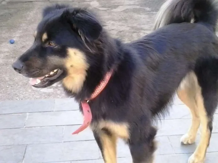Cachorro ra a SRD idade 3 anos nome Kobe