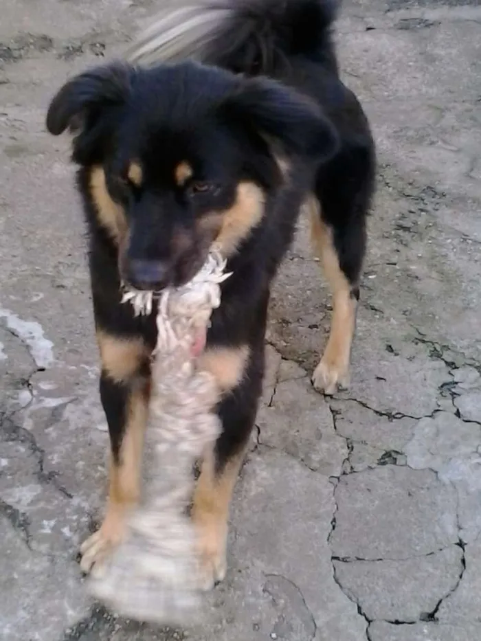 Cachorro ra a SRD idade 3 anos nome Kobe