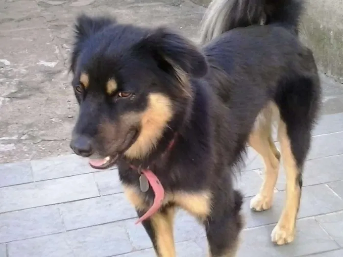 Cachorro ra a SRD idade 3 anos nome Kobe