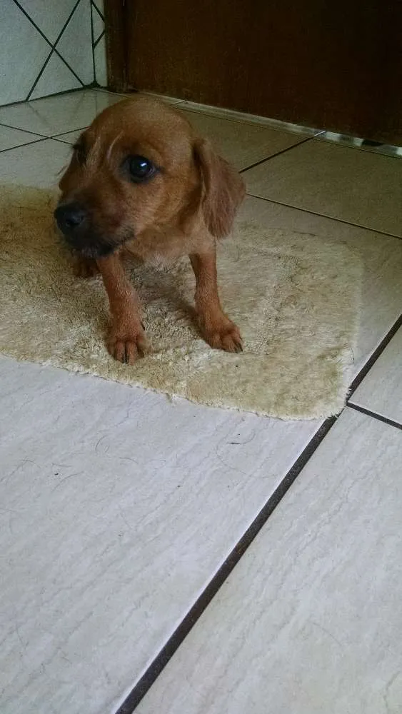 Cachorro ra a  idade 7 a 11 meses nome Não tem nome