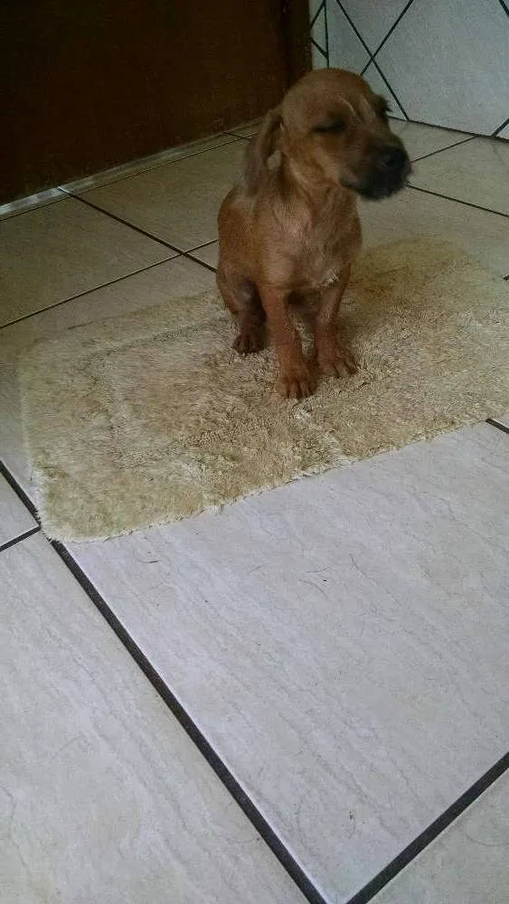 Cachorro ra a  idade 7 a 11 meses nome Não tem nome