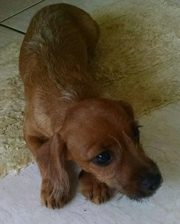 Cachorro ra a  idade 7 a 11 meses nome Não tem nome