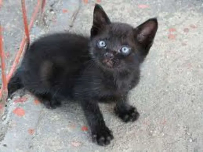 Gato ra a sem raça idade Abaixo de 2 meses nome Sem nomes