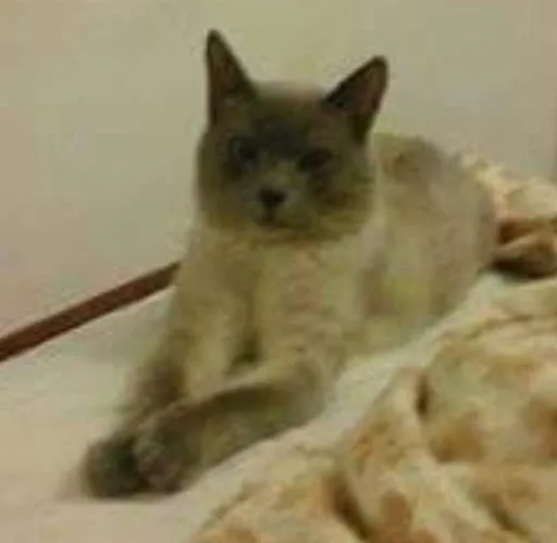 Gato raça nd idade 2 anos nome Gato