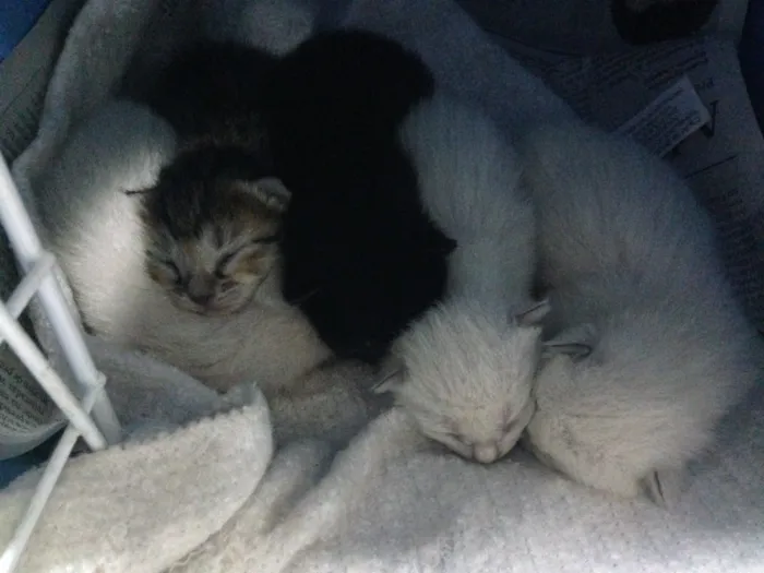 Gato ra a  idade Abaixo de 2 meses nome Gatinhos