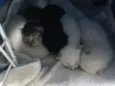 Gatinhos