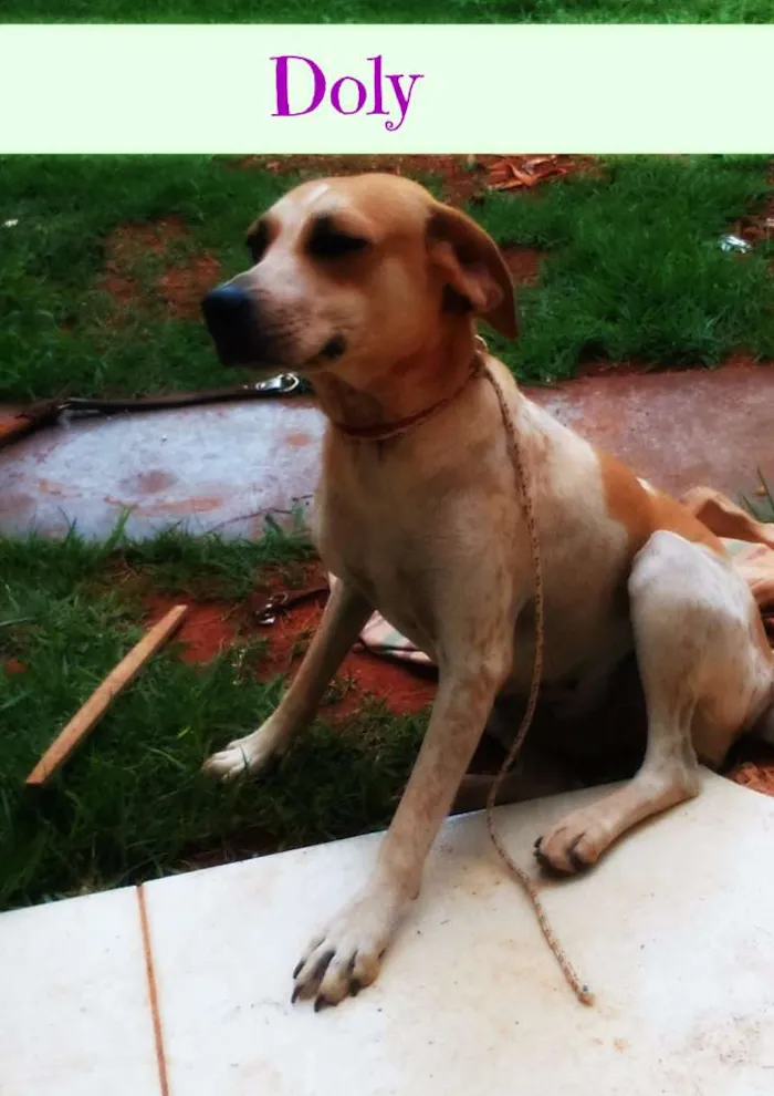 Cachorro ra a Mestiça  idade 2 anos nome Doly