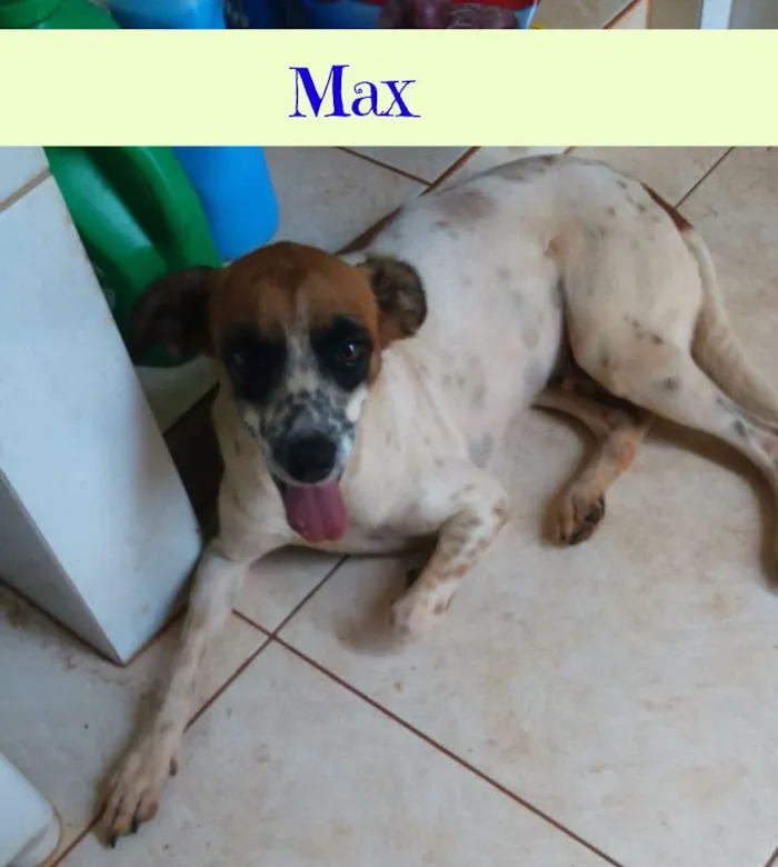 Cachorro ra a Mestiço  idade 3 anos nome Max