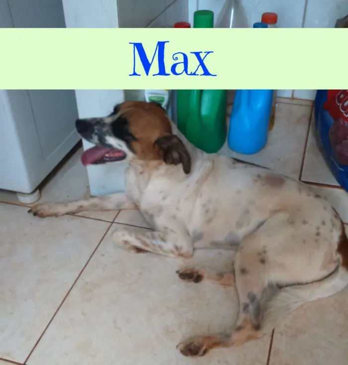 Cachorro ra a Mestiço  idade 3 anos nome Max