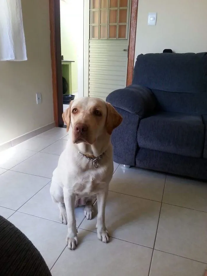 Cachorro ra a Labrador  idade 3 anos nome Kyara 